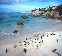 Pinguine